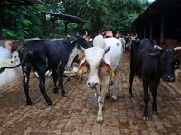  Cows infected with lumpy skin disease at a Cowshed , in Jaipur , Rajasthan ,India, Wednesday, Sept 21,2022. Lumpy disease is transmitted by...