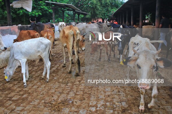  Cows infected with lumpy skin disease at a Cowshed , in Jaipur , Rajasthan ,India, Wednesday, Sept 21,2022. Lumpy disease is transmitted by...