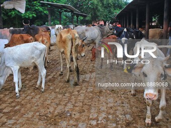  Cows infected with lumpy skin disease at a Cowshed , in Jaipur , Rajasthan ,India, Wednesday, Sept 21,2022. Lumpy disease is transmitted by...