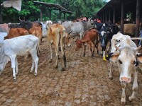  Cows infected with lumpy skin disease at a Cowshed , in Jaipur , Rajasthan ,India, Wednesday, Sept 21,2022. Lumpy disease is transmitted by...