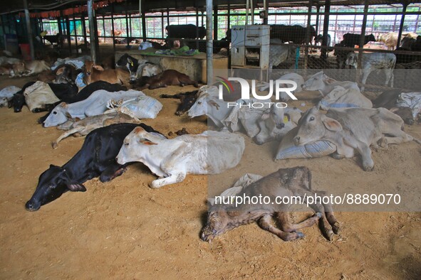  Cows infected with lumpy skin disease at a Cowshed , in Jaipur , Rajasthan ,India, Wednesday, Sept 21,2022. Lumpy disease is transmitted by...