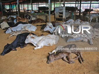  Cows infected with lumpy skin disease at a Cowshed , in Jaipur , Rajasthan ,India, Wednesday, Sept 21,2022. Lumpy disease is transmitted by...