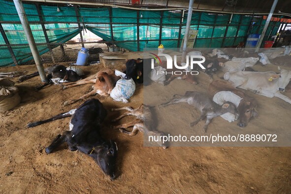  Cows infected with lumpy skin disease at a Cowshed , in Jaipur , Rajasthan ,India, Wednesday, Sept 21,2022. Lumpy disease is transmitted by...