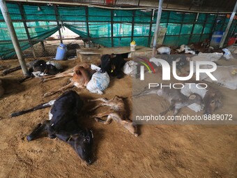  Cows infected with lumpy skin disease at a Cowshed , in Jaipur , Rajasthan ,India, Wednesday, Sept 21,2022. Lumpy disease is transmitted by...