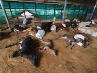  Cows infected with lumpy skin disease at a Cowshed , in Jaipur , Rajasthan ,India, Wednesday, Sept 21,2022. Lumpy disease is transmitted by...