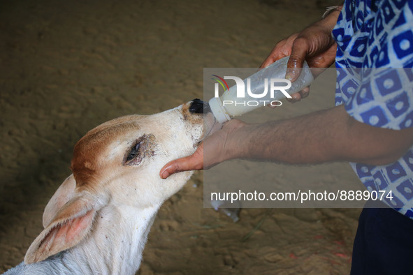   Social worker feeds ayurvedic medicine with milk to calf after lumpy skin disease  outbreak in cattle, at a Cowshed , in Jaipur , Rajastha...