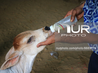   Social worker feeds ayurvedic medicine with milk to calf after lumpy skin disease  outbreak in cattle, at a Cowshed , in Jaipur , Rajastha...