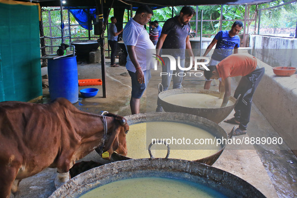   Social worker Nitesh Khandelwal and his team members  prepare ayurvedic medicine for cows after lumpy skin disease  outbreak in cattle, at...