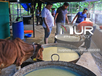   Social worker Nitesh Khandelwal and his team members  prepare ayurvedic medicine for cows after lumpy skin disease  outbreak in cattle, at...