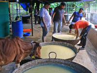   Social worker Nitesh Khandelwal and his team members  prepare ayurvedic medicine for cows after lumpy skin disease  outbreak in cattle, at...