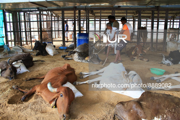   Workers remove dead cows after lumpy skin disease  outbreak in cattle, at a Cowshed , in Jaipur , Rajasthan ,India, Wednesday, Sept 21,202...