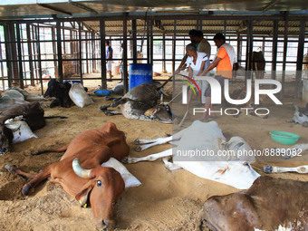   Workers remove dead cows after lumpy skin disease  outbreak in cattle, at a Cowshed , in Jaipur , Rajasthan ,India, Wednesday, Sept 21,202...