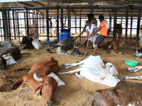   Workers remove dead cows after lumpy skin disease  outbreak in cattle, at a Cowshed , in Jaipur , Rajasthan ,India, Wednesday, Sept 21,202...