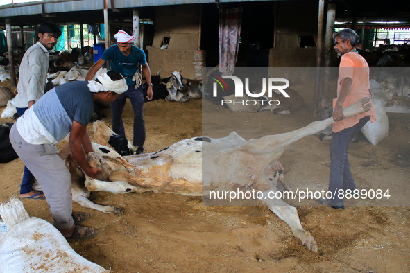   Workers remove dead cows after lumpy skin disease  outbreak in cattle, at a Cowshed , in Jaipur , Rajasthan ,India, Wednesday, Sept 21,202...