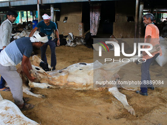   Workers remove dead cows after lumpy skin disease  outbreak in cattle, at a Cowshed , in Jaipur , Rajasthan ,India, Wednesday, Sept 21,202...