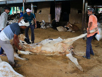   Workers remove dead cows after lumpy skin disease  outbreak in cattle, at a Cowshed , in Jaipur , Rajasthan ,India, Wednesday, Sept 21,202...