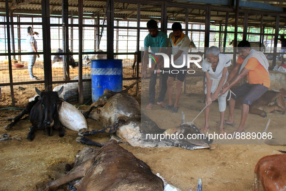   Workers remove dead cows after lumpy skin disease  outbreak in cattle, at a Cowshed , in Jaipur , Rajasthan ,India, Wednesday, Sept 21,202...