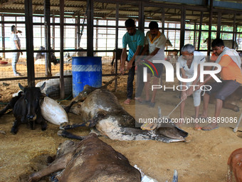   Workers remove dead cows after lumpy skin disease  outbreak in cattle, at a Cowshed , in Jaipur , Rajasthan ,India, Wednesday, Sept 21,202...