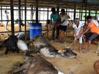   Workers remove dead cows after lumpy skin disease  outbreak in cattle, at a Cowshed , in Jaipur , Rajasthan ,India, Wednesday, Sept 21,202...