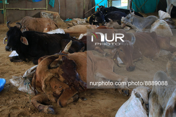  Cows infected with lumpy skin disease at a Cowshed , in Jaipur , Rajasthan ,India, Wednesday, Sept 21,2022. Lumpy disease is transmitted by...