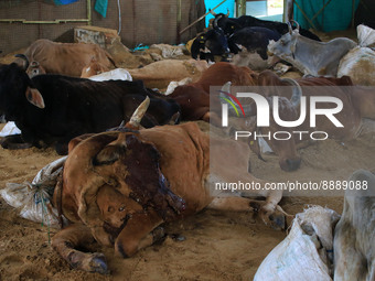  Cows infected with lumpy skin disease at a Cowshed , in Jaipur , Rajasthan ,India, Wednesday, Sept 21,2022. Lumpy disease is transmitted by...