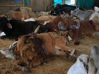  Cows infected with lumpy skin disease at a Cowshed , in Jaipur , Rajasthan ,India, Wednesday, Sept 21,2022. Lumpy disease is transmitted by...