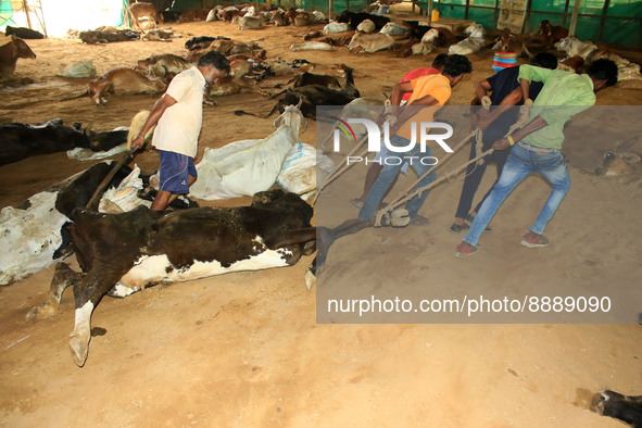   Workers remove dead cows after lumpy skin disease  outbreak in cattle, at a Cowshed , in Jaipur , Rajasthan ,India, Wednesday, Sept 21,202...