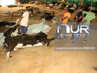   Workers remove dead cows after lumpy skin disease  outbreak in cattle, at a Cowshed , in Jaipur , Rajasthan ,India, Wednesday, Sept 21,202...