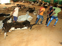   Workers remove dead cows after lumpy skin disease  outbreak in cattle, at a Cowshed , in Jaipur , Rajasthan ,India, Wednesday, Sept 21,202...