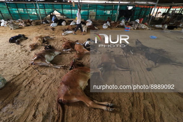   Workers remove dead cows after lumpy skin disease  outbreak in cattle, at a Cowshed , in Jaipur , Rajasthan ,India, Wednesday, Sept 21,202...