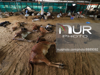   Workers remove dead cows after lumpy skin disease  outbreak in cattle, at a Cowshed , in Jaipur , Rajasthan ,India, Wednesday, Sept 21,202...