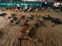   Workers remove dead cows after lumpy skin disease  outbreak in cattle, at a Cowshed , in Jaipur , Rajasthan ,India, Wednesday, Sept 21,202...