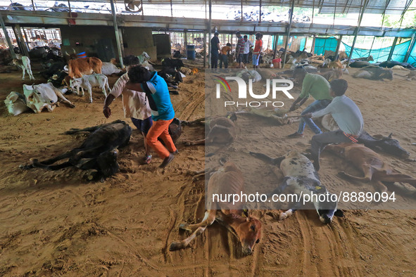   Workers remove dead cows after lumpy skin disease  outbreak in cattle, at a Cowshed , in Jaipur , Rajasthan ,India, Wednesday, Sept 21,202...