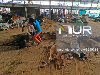   Workers remove dead cows after lumpy skin disease  outbreak in cattle, at a Cowshed , in Jaipur , Rajasthan ,India, Wednesday, Sept 21,202...