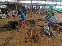   Workers remove dead cows after lumpy skin disease  outbreak in cattle, at a Cowshed , in Jaipur , Rajasthan ,India, Wednesday, Sept 21,202...