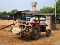   Workers remove dead cows after lumpy skin disease  outbreak in cattle, at a Cowshed , in Jaipur , Rajasthan ,India, Wednesday, Sept 21,202...