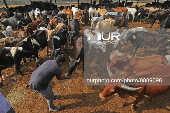   Social worker Nitesh Khandelwal feeds ayurvedic medicine to cows after lumpy skin disease  outbreak in cattle, at a Cowshed , in Jaipur ,...