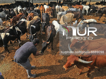   Social worker Nitesh Khandelwal feeds ayurvedic medicine to cows after lumpy skin disease  outbreak in cattle, at a Cowshed , in Jaipur ,...