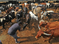   Social worker Nitesh Khandelwal feeds ayurvedic medicine to cows after lumpy skin disease  outbreak in cattle, at a Cowshed , in Jaipur ,...