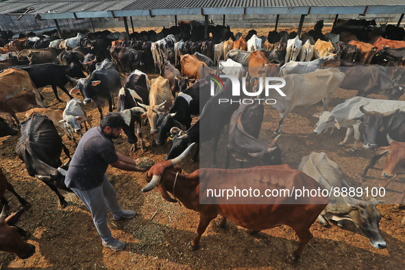   Social worker Nitesh Khandelwal feeds ayurvedic medicine to cows after lumpy skin disease  outbreak in cattle, at a Cowshed , in Jaipur ,...