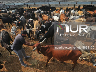   Social worker Nitesh Khandelwal feeds ayurvedic medicine to cows after lumpy skin disease  outbreak in cattle, at a Cowshed , in Jaipur ,...