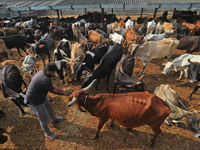   Social worker Nitesh Khandelwal feeds ayurvedic medicine to cows after lumpy skin disease  outbreak in cattle, at a Cowshed , in Jaipur ,...