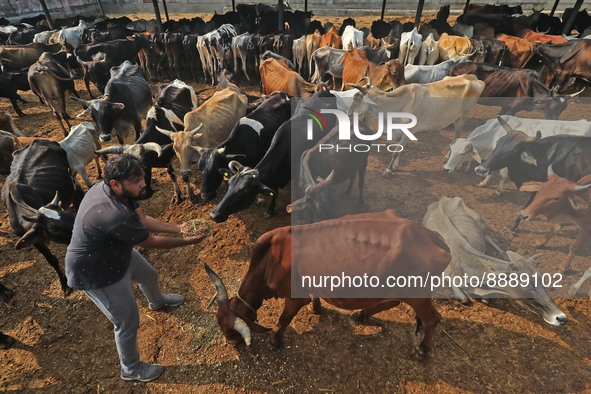   Social worker Nitesh Khandelwal feeds ayurvedic medicine to cows after lumpy skin disease  outbreak in cattle, at a Cowshed , in Jaipur ,...