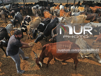   Social worker Nitesh Khandelwal feeds ayurvedic medicine to cows after lumpy skin disease  outbreak in cattle, at a Cowshed , in Jaipur ,...