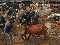   Social worker Nitesh Khandelwal feeds ayurvedic medicine to cows after lumpy skin disease  outbreak in cattle, at a Cowshed , in Jaipur ,...