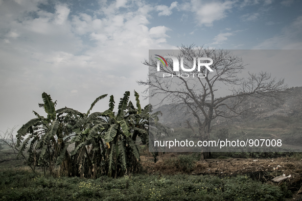 Trees are dying infront of the mountain of waste at Dhapa waste dumping ground, Kolkata, India. January 17, 2105. *** Go to http://nurphoto....