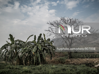 Trees are dying infront of the mountain of waste at Dhapa waste dumping ground, Kolkata, India. January 17, 2105. *** Go to http://nurphoto....