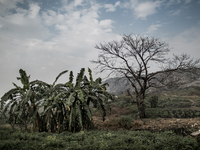 Trees are dying infront of the mountain of waste at Dhapa waste dumping ground, Kolkata, India. January 17, 2105. *** Go to http://nurphoto....