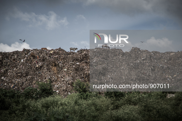 Cows are grazing at the peek of waste mountain, Dhapa, Kolkata, India. September 16, 2015. *** Go to http://nurphoto.com/en/reportages/51696...