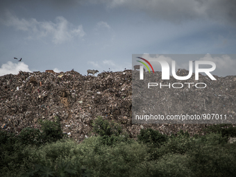 Cows are grazing at the peek of waste mountain, Dhapa, Kolkata, India. September 16, 2015. *** Go to http://nurphoto.com/en/reportages/51696...